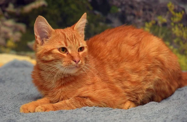 Kanepede Çizgili Genç Güzel Kırmızı Bir Kedi — Stok fotoğraf