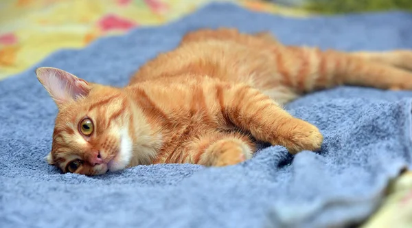 Jovem Bonito Vermelho Com Listras Gato Sofá — Fotografia de Stock