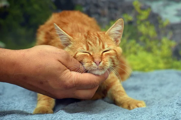 Jovem Bonito Vermelho Com Listras Gato Sofá — Fotografia de Stock