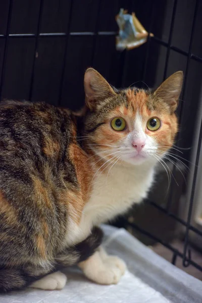 動物保護施設の檻の中の三色怖がってる猫 — ストック写真