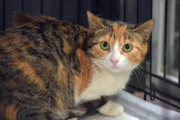 動物保護施設の檻の中の三色怖がってる猫 — ストック写真