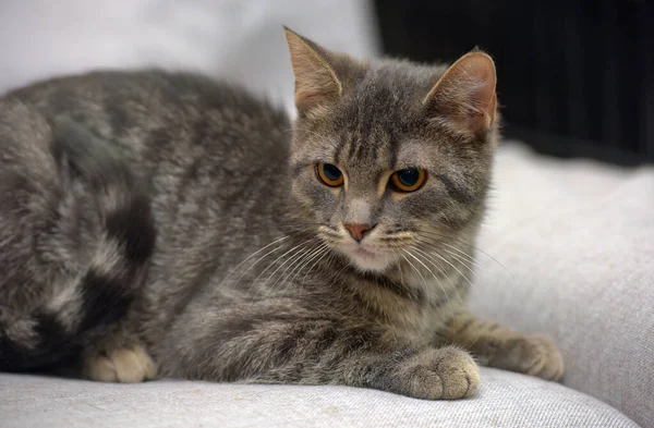 Beautiful Gray Stripes Cat Lies Couch — Stock Photo, Image