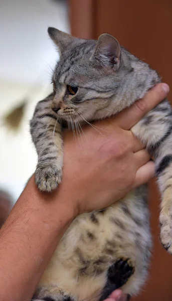 手に縞模様の猫を持つ美しい灰色 — ストック写真