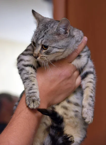 Schöne Grau Mit Streifen Katze Den Händen — Stockfoto