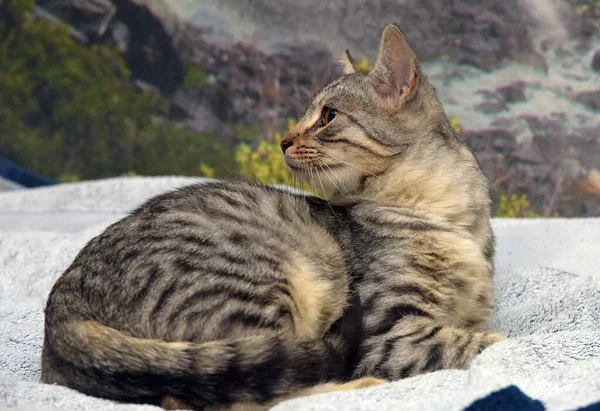 Piękny Szary Paski Kot Leży Kanapie — Zdjęcie stockowe