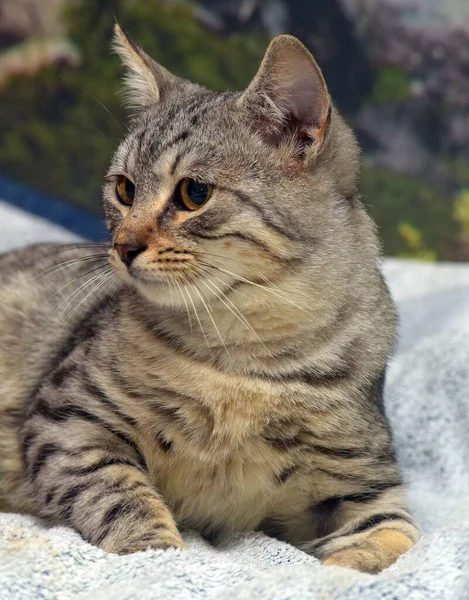 Güzel Gri Çizgili Kedi Kanepede Yatıyor — Stok fotoğraf