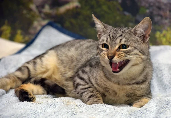 Cinza Bonito Com Listras Gato Encontra Sofá — Fotografia de Stock