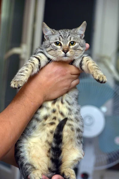Beautiful Gray Stripes Cat Hands — Stock Photo, Image