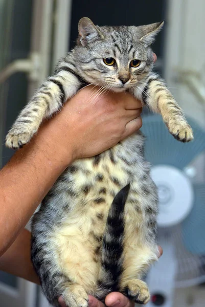 Όμορφο Γκρι Ρίγες Γάτα Στα Χέρια — Φωτογραφία Αρχείου