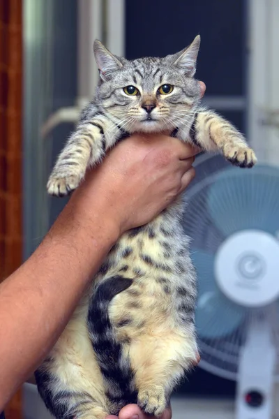 줄무늬 고양이가 아름다운 — 스톡 사진
