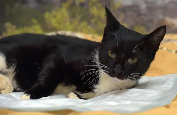 Beau Chat Noir Blanc Aux Yeux Orangés Trouve Sur Canapé — Photo