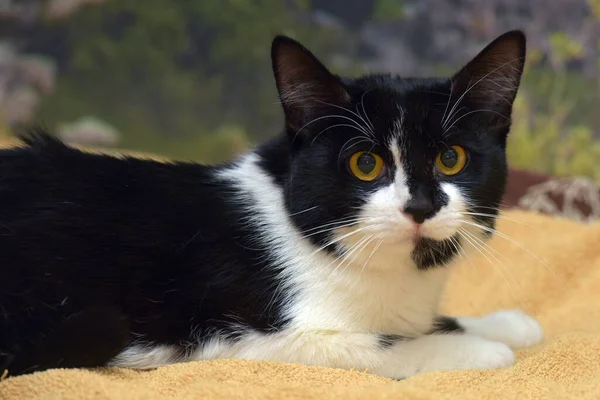 Beau Chat Noir Blanc Aux Yeux Orangés Trouve Sur Canapé — Photo