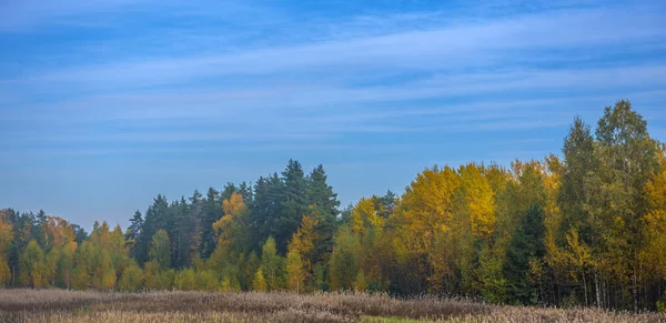 Bäume Mit Herbstblättern Vor Blauem Himmel — Stockfoto
