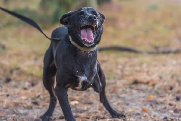 Černý Třínohý Pes Postižený Zvířecím Útulku — Stock fotografie