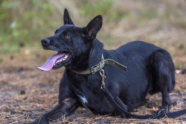 Zwarte Driebenige Hond Uitgeschakeld Dierenasiel — Stockfoto