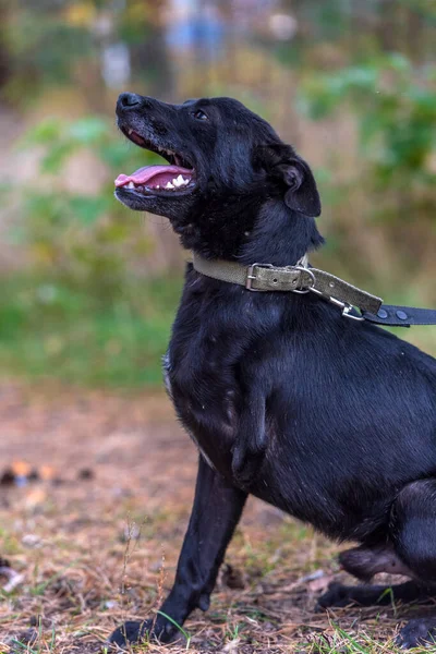 Zwarte Driebenige Hond Uitgeschakeld Dierenasiel — Stockfoto