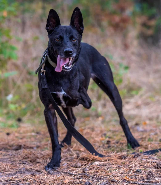 Bacaklı Siyah Köpek Hayvan Barınağında Engelli — Stok fotoğraf