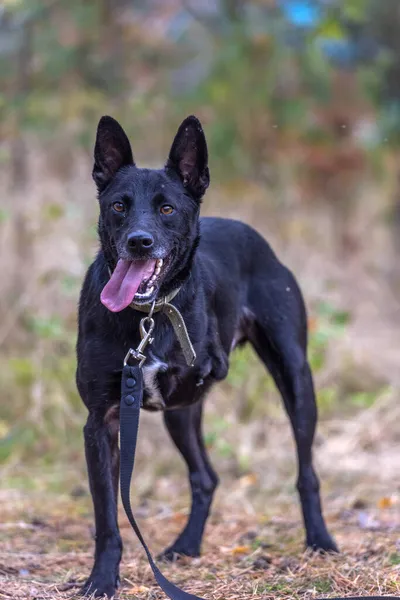 Чёрная Трёхногая Собака Инвалид Приюте Животных — стоковое фото