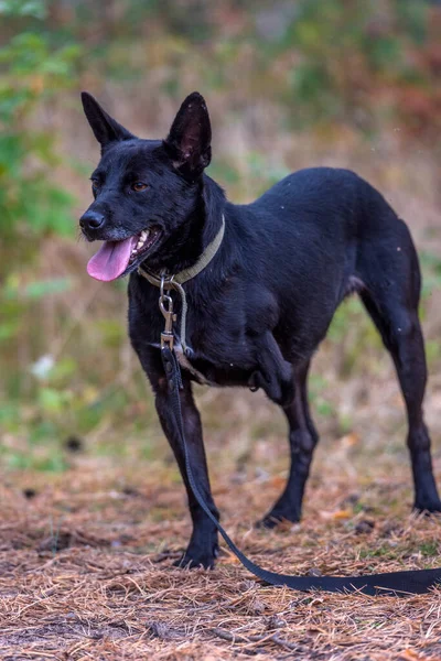 Perro Negro Tres Patas Discapacitado Refugio Animales —  Fotos de Stock