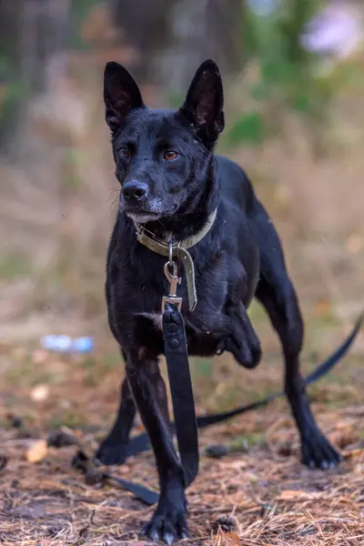 Perro Negro Tres Patas Discapacitado Refugio Animales — Foto de Stock