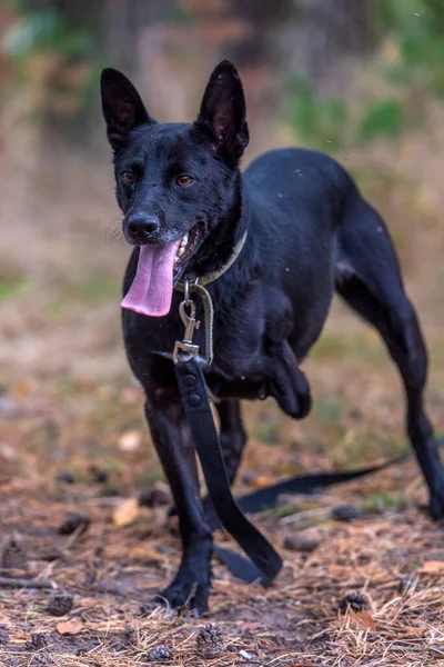 Svart Trebeint Hund Deaktivert Ved Dyrebeskyttelsen – stockfoto