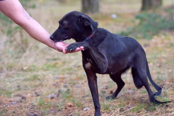 Scared Black Dog Pooch Animal Shelter — Stock Photo, Image