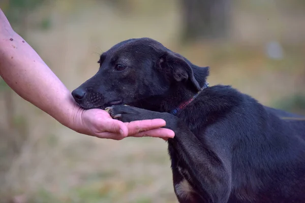 Verängstigter Schwarzer Hundehaufen Tierheim — Stockfoto