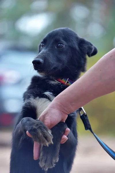 Rädd Svart Hund Pooch Djurhem — Stockfoto