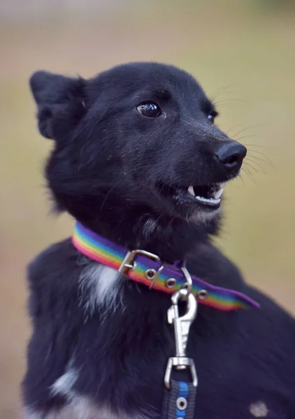 Cão Negro Assustado Pooch Abrigo Animal — Fotografia de Stock