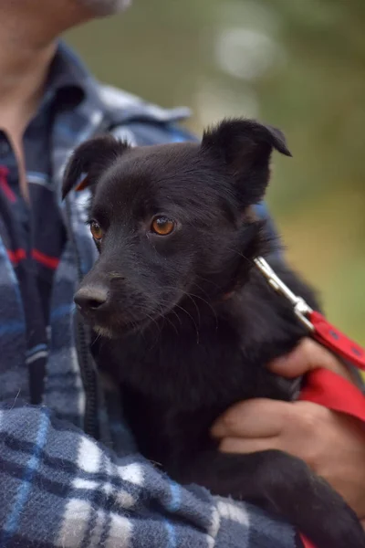Verängstigter Schwarzer Hundehaufen Tierheim — Stockfoto
