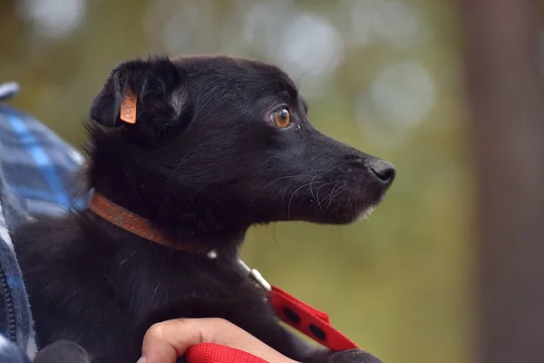 scared black dog pooch at animal shelter