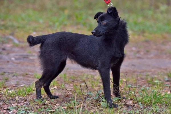 Vystrašený Černý Pes Pejsek Útulku — Stock fotografie