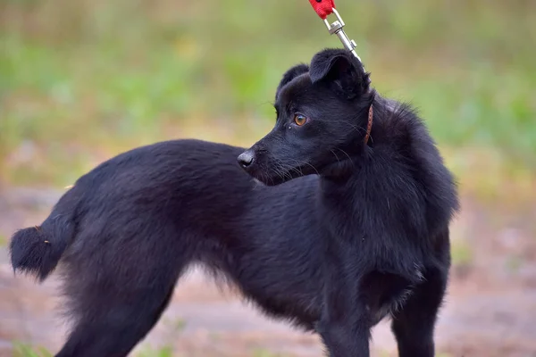 動物保護施設の黒い犬のプールを怖がって — ストック写真