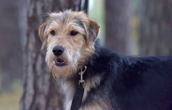 Terrier Marrón Negro Otoño Con Correa — Foto de Stock