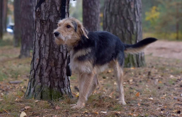 Barna Fekete Terrier Ősszel Pórázon — Stock Fotó