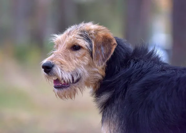 Barna Fekete Terrier Ősszel Pórázon — Stock Fotó