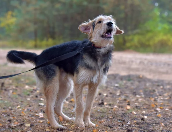 Terrier Marrón Negro Otoño Con Correa — Foto de Stock