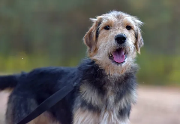 Terrier Marrón Negro Otoño Con Correa —  Fotos de Stock