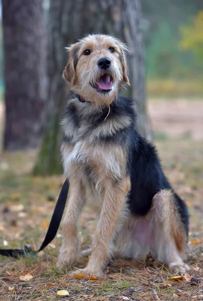 Terrier Marrone Nero Autunno Guinzaglio — Foto Stock