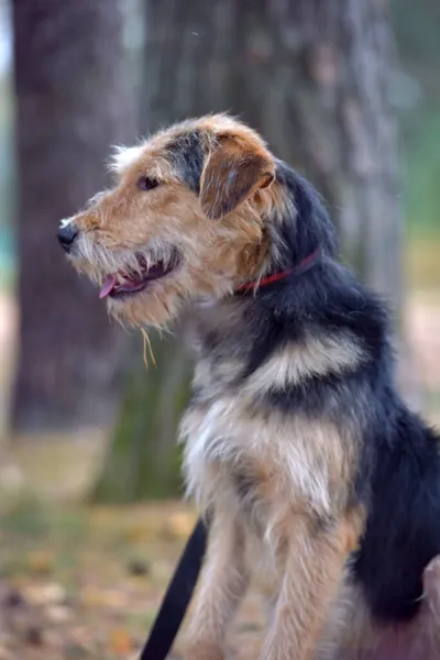 Terrier Marrón Negro Otoño Con Correa — Foto de Stock