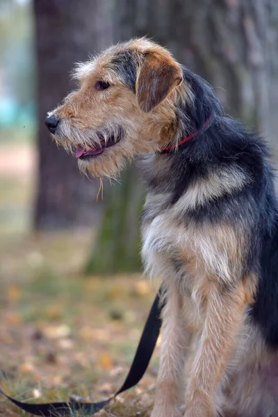 Brown Black Terrier Autumn Leash — Stock Photo, Image