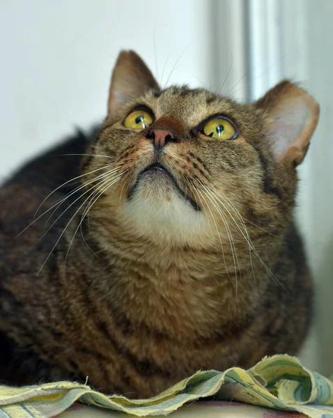 Erwachsene Große Tabby Katze Mit Abgeschnittenem Ohr Tierheim — Stockfoto