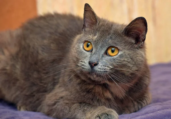 Schöne Graue Katze Mit Orangen Augen Liegt — Stockfoto