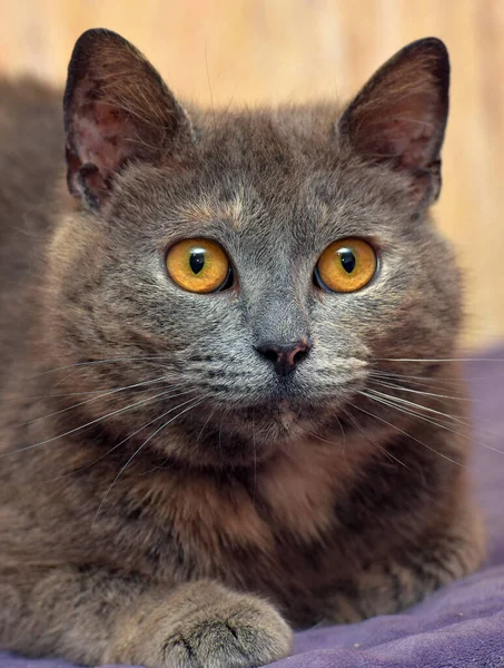 Beautiful Gray Cat Orange Eyes Lies — Stock Photo, Image