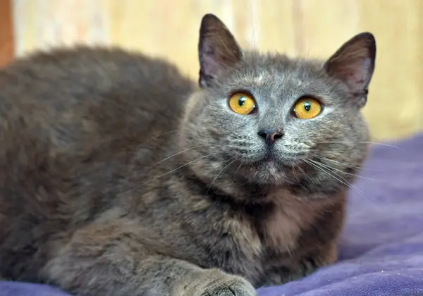 Hermoso Gris Gato Con Naranja Ojos Mentiras —  Fotos de Stock