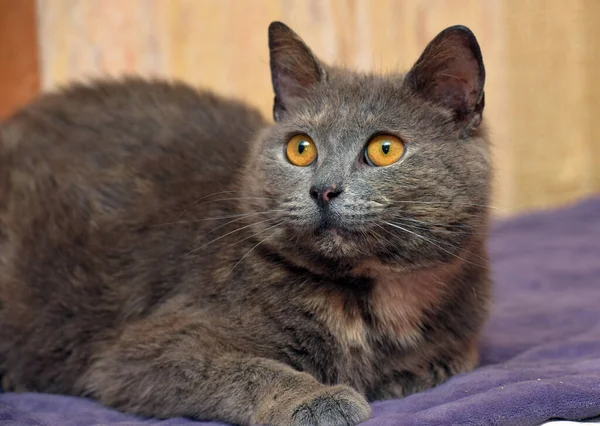 Piękny Szary Kot Pomarańczowymi Oczami Leży — Zdjęcie stockowe