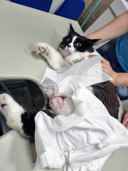 Gato Con Una Lesión Pata Cita Del Veterinario —  Fotos de Stock