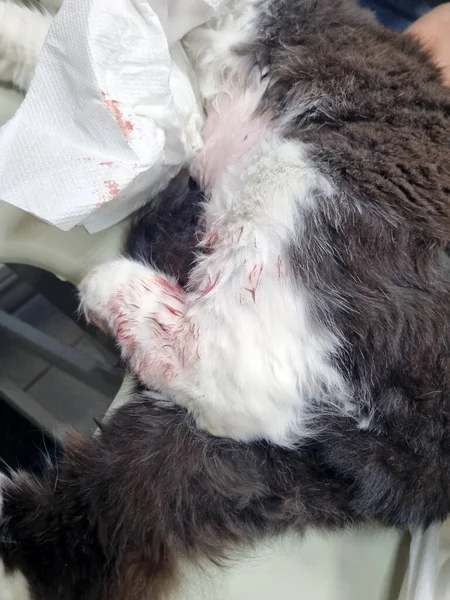 Kočka Zraněním Tlapy Návštěvě Veterinárního Lékaře — Stock fotografie