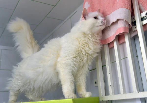 Biały Puszysty Kot Schronisku Dla Zwierząt — Zdjęcie stockowe