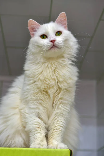 Witte Pluizige Kat Dierenasiel — Stockfoto